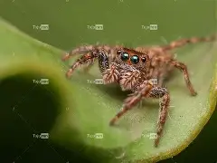 hild?zx㈦情,胟?蜘nauh}蝌?^DA	;郢硕D<钾胪??籴?:乔??榅 